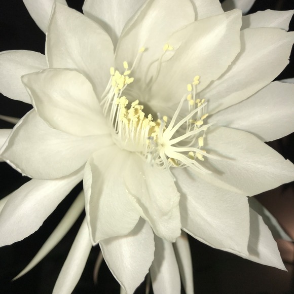 Meet your Posher, Teri - Picture 1 of 1